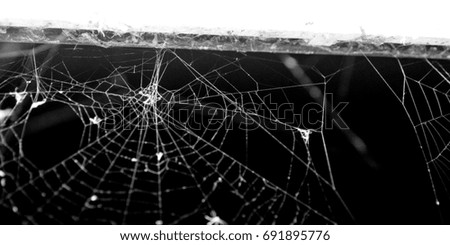 Spider web black and white