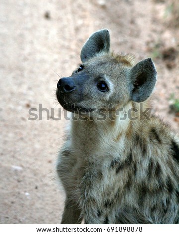 Spotted Hyena cub appears curious in Kruger National Park, South Africa