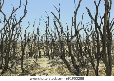 Photo Illustration of a Death Forest (Hutan Mati), Mount Papandayan, Garut, Indonesia