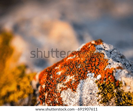 Orange Lichen