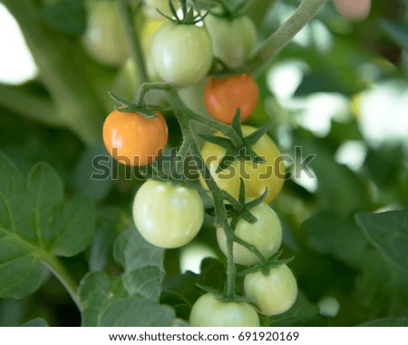 First ripening cherry tomatoes on vine Royalty-Free Stock Photo #691920169
