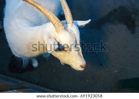 Goat portrait at country side in the evening