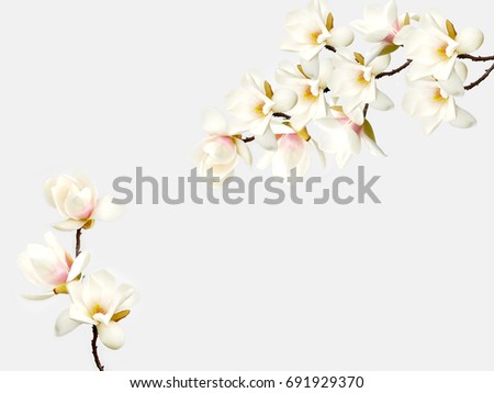 Magnolia flower bouquet on white background.