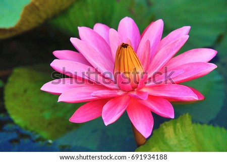 Beautiful pink waterlily flower and leaves blooming in the pond in summer,closeup