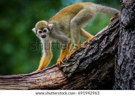 Wildlife animal common squirrel monkey (Saimiri sciureus) 