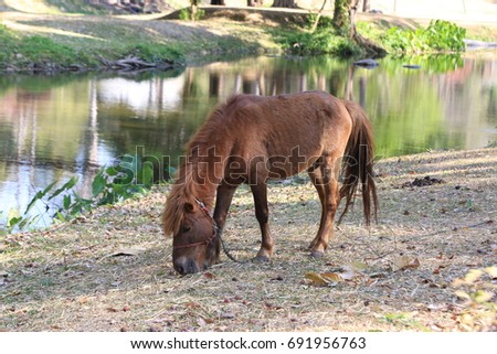 Brown horse in Thai farm