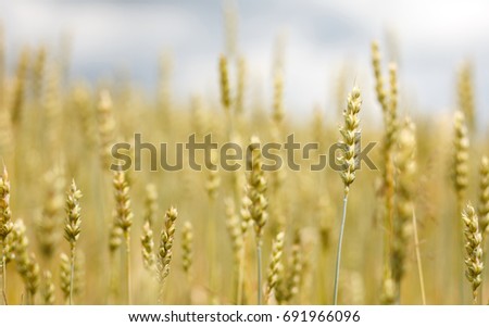 Wheat field. full of ripe grains, golden ears of wheat or rye on a blue sky background. Rich harvest Concept. majestic rural landscape. creative picture of nature.
