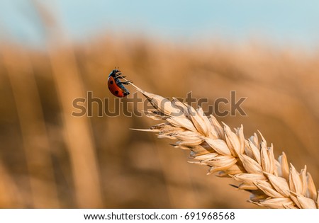 Golden Wheat Ear with Ladybug. Ears Wheat or Rye close up. Wonderful Rural Scenery. Small Depth of Fields. Soft Focus. Creative Picture of Nature.  Label art design. Idea of Rich Harvest. Macro