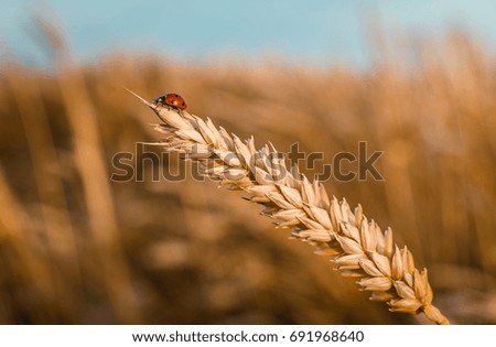 Golden Wheat Ear with Ladybug. Ears Wheat or Rye close up. Wonderful Rural Scenery. Small Depth of Fields. Soft Focus. Creative Picture of Nature.  Label art design. Idea of Rich Harvest. Macro