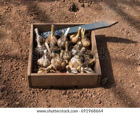 Wooden Box of Home Grown Organic Elephant Garlic Bulbs (Allium ampeloprasum) Drying on the Ground in a Greenhouse in Rural Somerset, England, UK