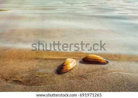 River seashells.Sandy beach and warm river water habitat shellfish.From the life of seashells.Selective focus.