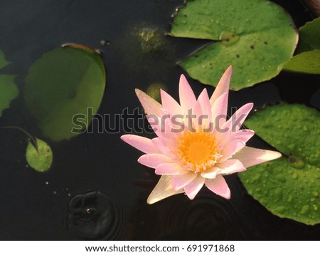 the lotus is blooming in the morning