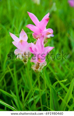 Krachai flower
