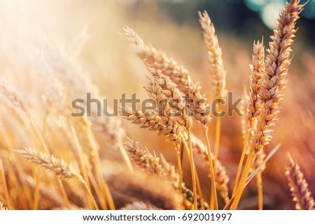 Wheat field on the background of the setting sun. majestic rural landscape.  Rich harvest Concept. small depth of field. Soft lighting effects. retro style. vintage creative effect