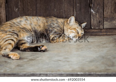cat sleeping on wooden background