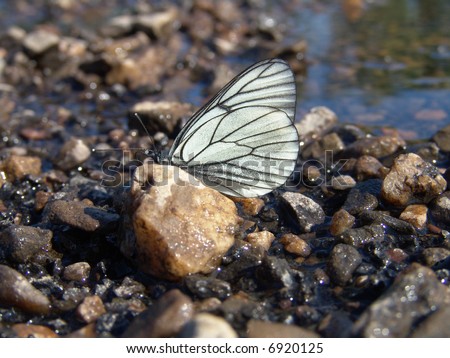 black veined white butterfly resting on wet stone