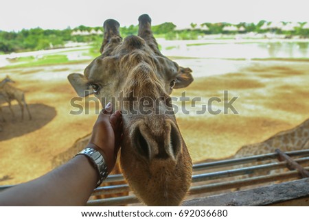 Touching giraffe