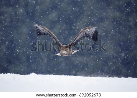 Bird of prey White-tailed Eagle, Haliaeetus albicilla, flying with snowflakes, dark forest in background. Wildlife winter scene from European nature.
