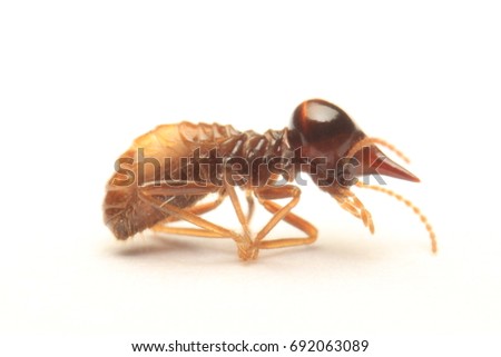 Termite from Thailand