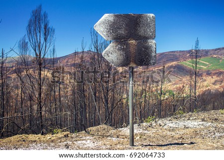 Burned forest after fire in Portugal