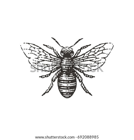Honey bee. Hand drawn engraving vintage style illustrations. Royalty-Free Stock Photo #692088985
