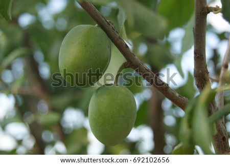 macro photo with green unripe berries plums on the branch of a wild fruit tree as the source for design, advertising, print, decoration, photo shop, interior