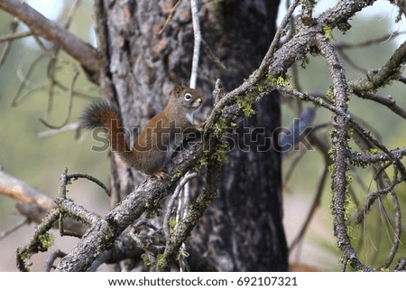 A small squirrel standing on a branch.