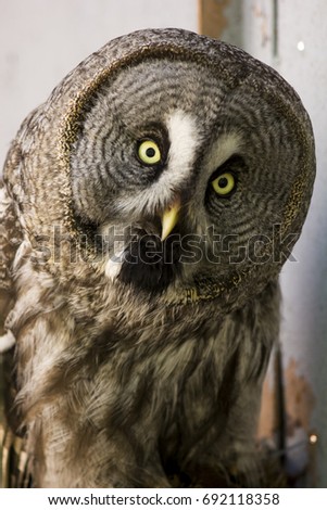 Portrait Owl close-up looks at us