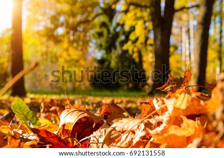  fallen leaves in autumn forest at sunny weather