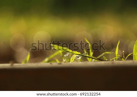water drop on Grass leaves 
