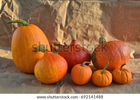 Different varieties of orange pumpkins still life