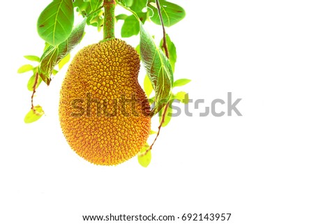 Jackfruit Tree and young Jackfruits on white background.                            
