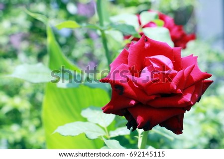Red rose in my garden.rose is blooming. 