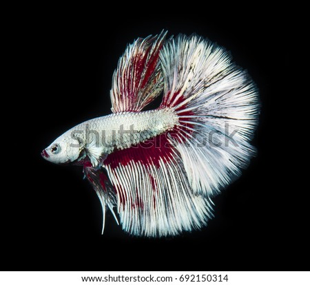 Betta fish siamese fighting fish betta white&red isolated on black background