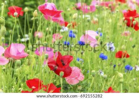 Different poppies flowers in the summer garden