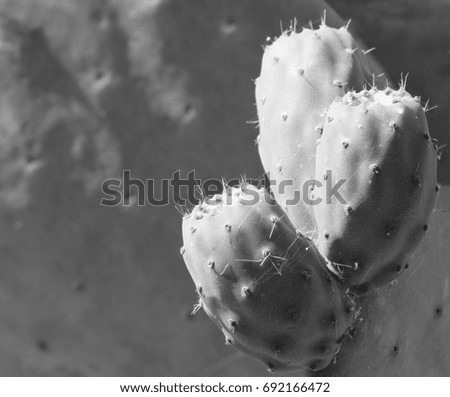 Black and white picture of opuntia ficus indica plant
