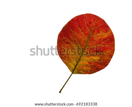 Autumn colorful leaf of smoke tree.
Leaf of smoke tree isolated on a white background.
