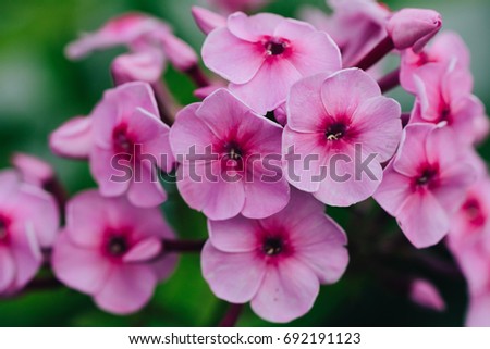 Macro picture of a pink verbena.
