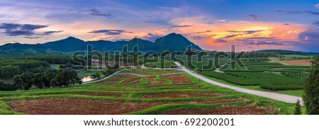  Landscape panorama of Tea Plantation with mountain and twilight background. At Singha Park Chiang Rai Province,Thailand