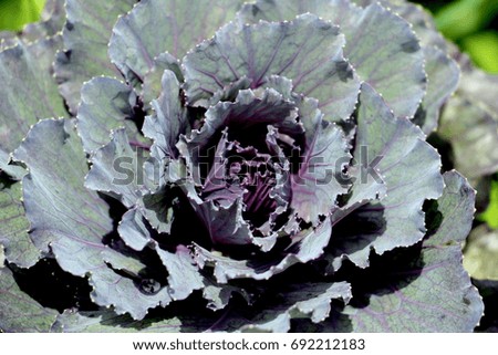 Green cabbage on the vegetable bed