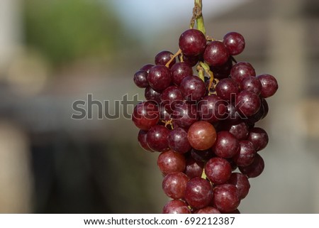 a closeup picture of sweet seedless grape fruit good for your health wallpaper