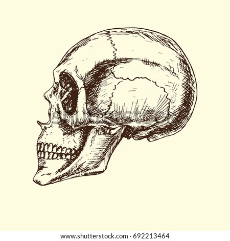 Skull profile, hand drawn doodle, sketch in woodcut style, black and white vector illustration