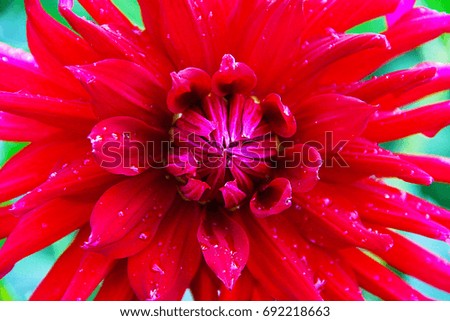 A large dahlia flower is bright red with raindrops on the petals. Photo taken close-up, close-up.