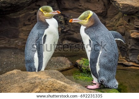 Tow Yellow Eyed Penguins are in the wild. New Zealand native penguin. Royalty-Free Stock Photo #692231335