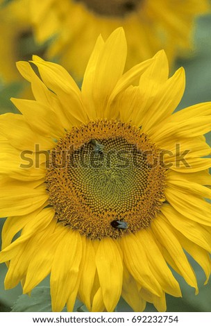Sunflower flowers in the countryside