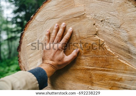The hand of man touches the trunk of a felled tree with annual rings. Man and ecology. Royalty-Free Stock Photo #692238229