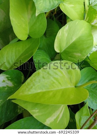 Evergreen leaves background of devil's ivy (Epipremnum aureum)

