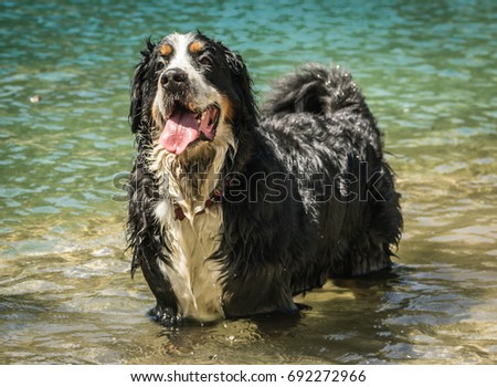 Bernese mountain dog walking in the water