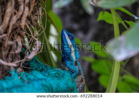 Blue chameleon