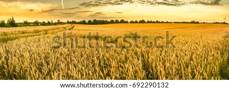 Golden wheat field and sunset sky, landscape of agricultural grain crops in harvest season, panorama